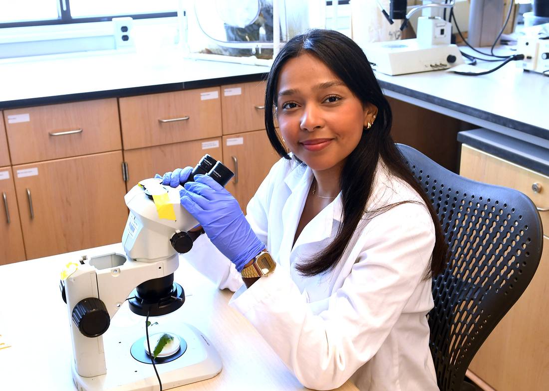 A student researcher at a stereo microscope in a teaching lab